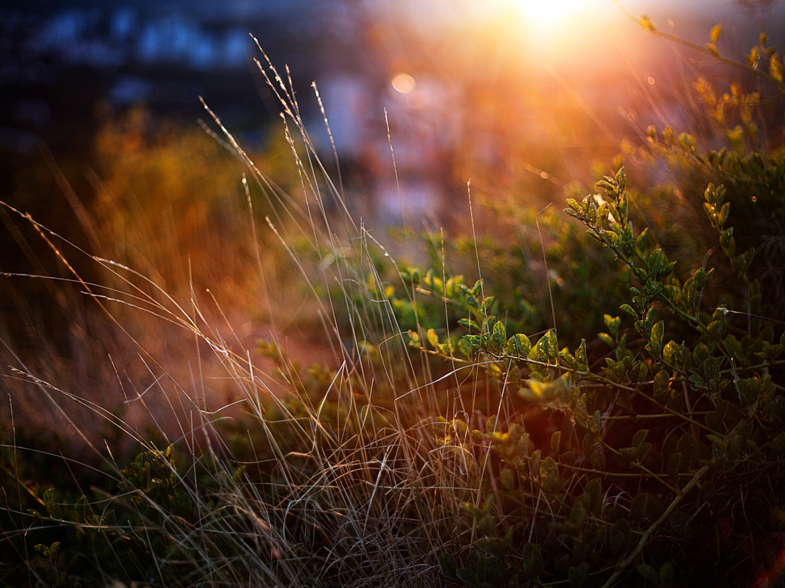 Луч солнца на траве