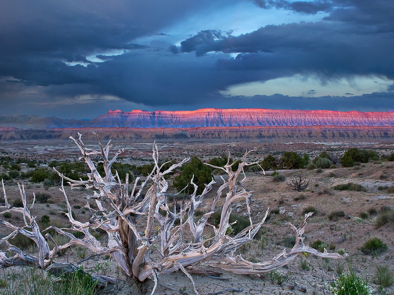 Засохшее дерево в пустыне