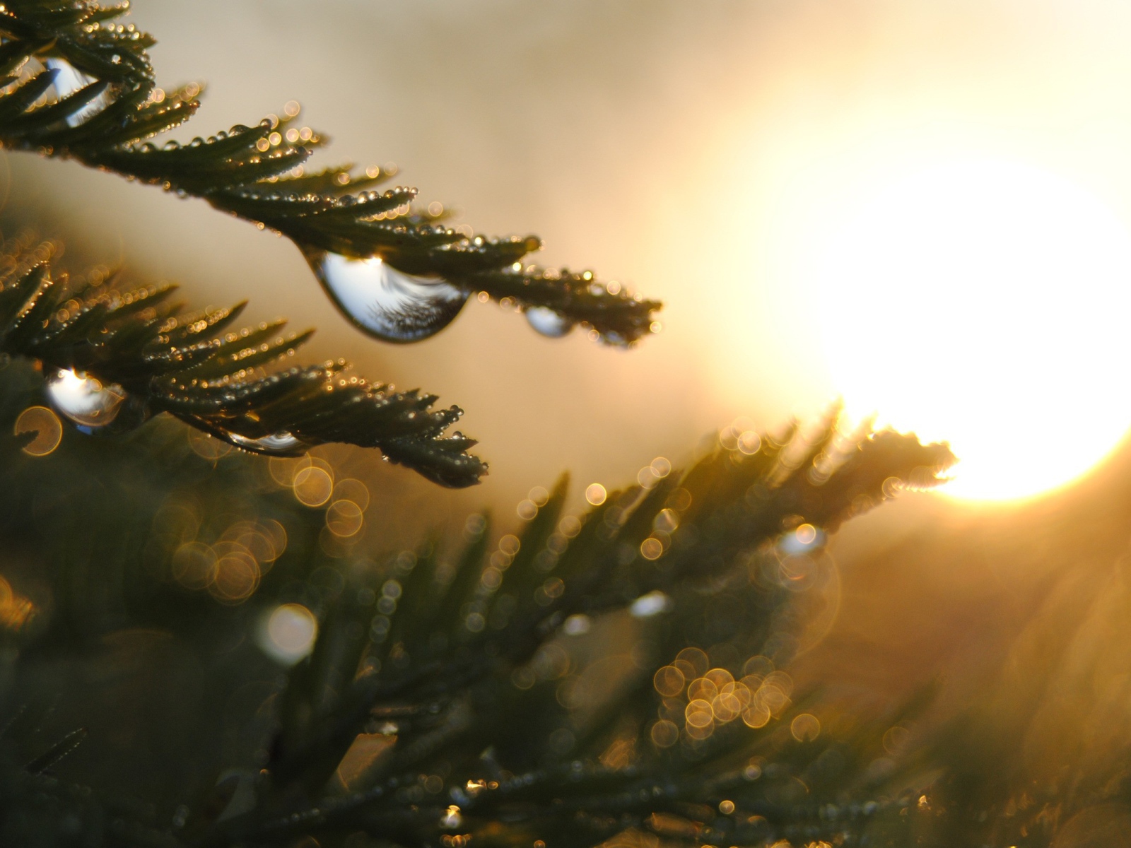 Капли на ветках дерева