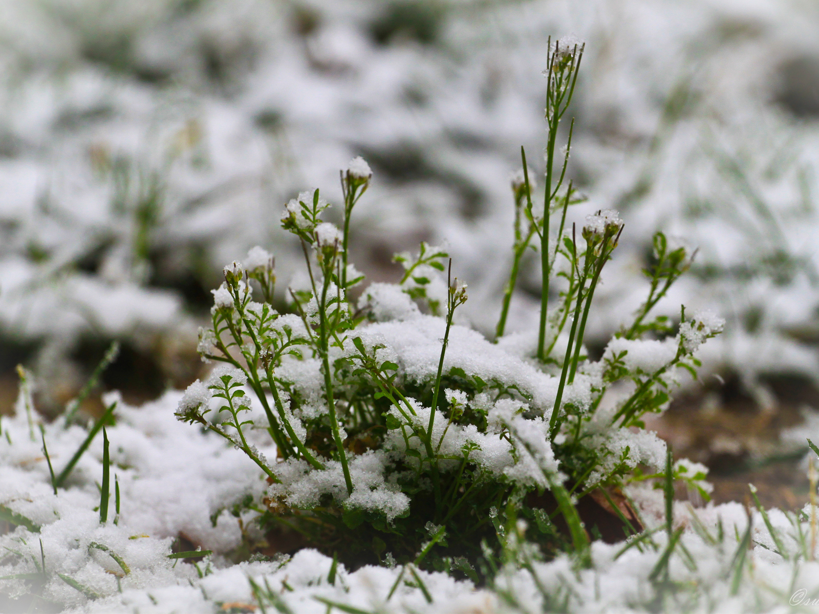 Зелень пробивается сквозь снег