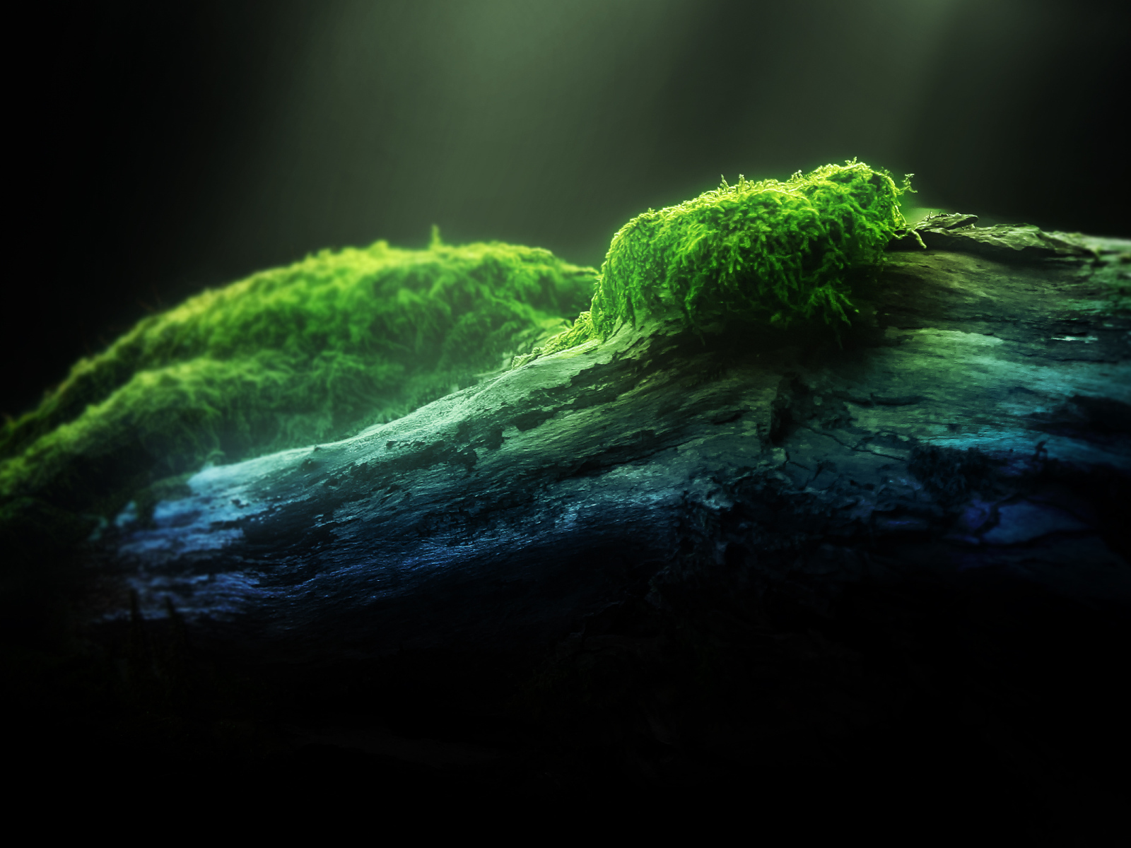 Зеленый мох