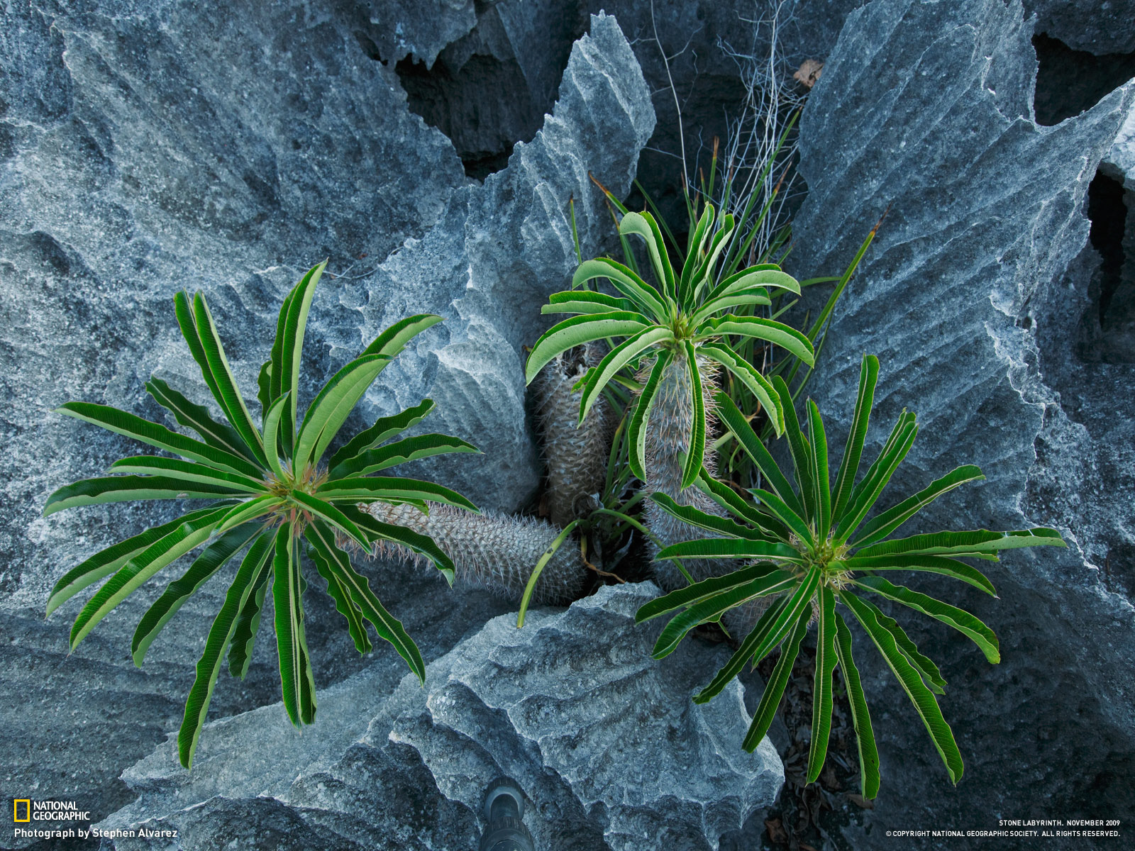 Пальмы растут в скалах