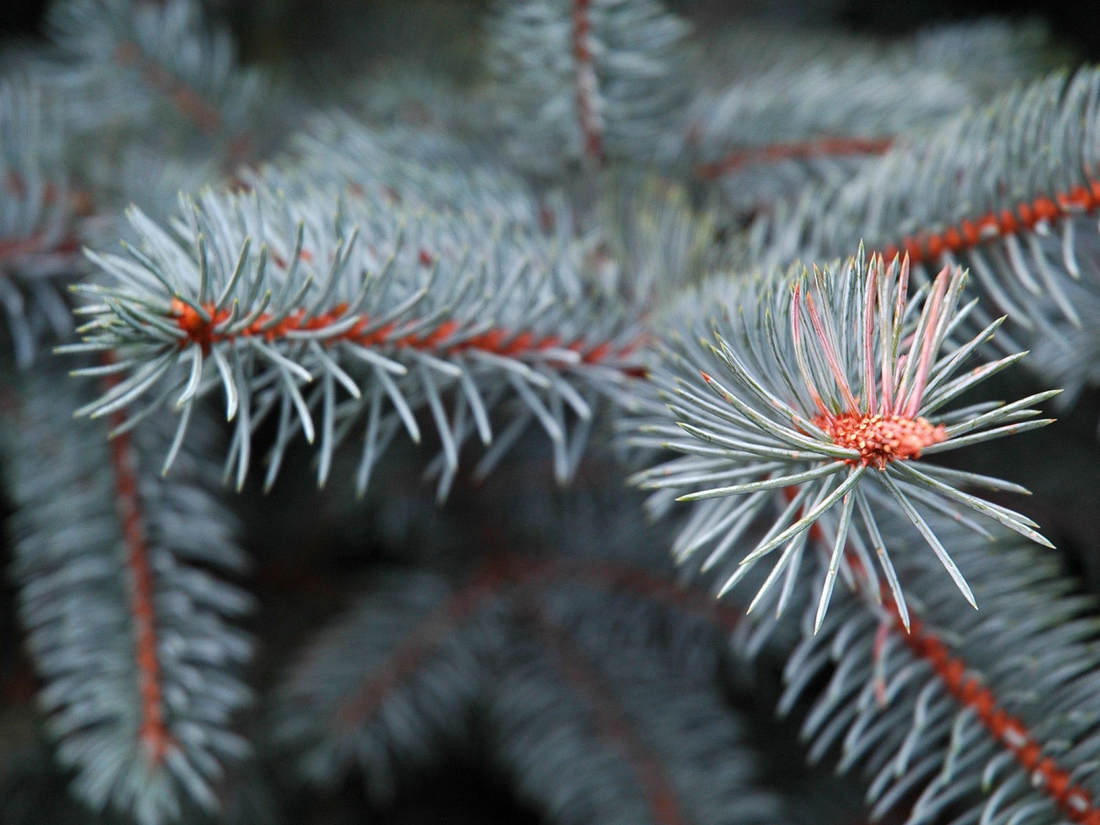 Еловые ветки