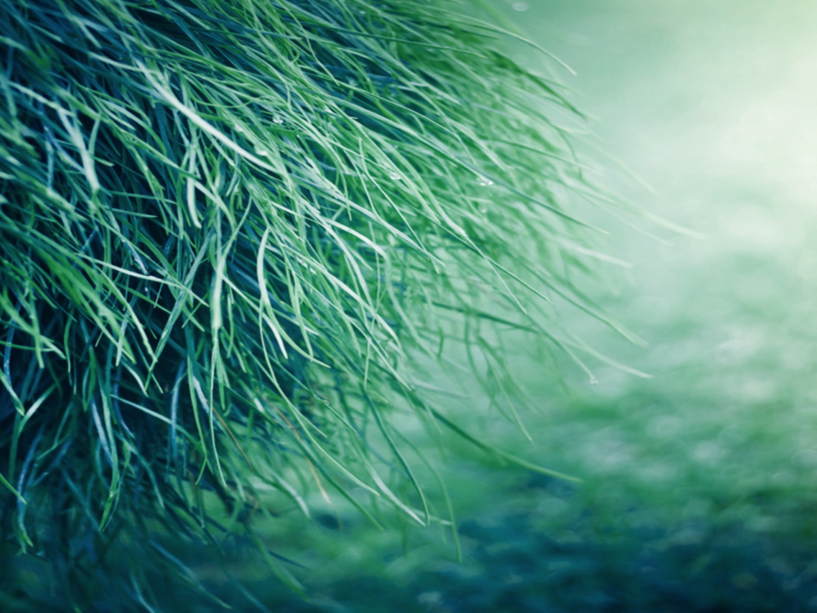 Только трава