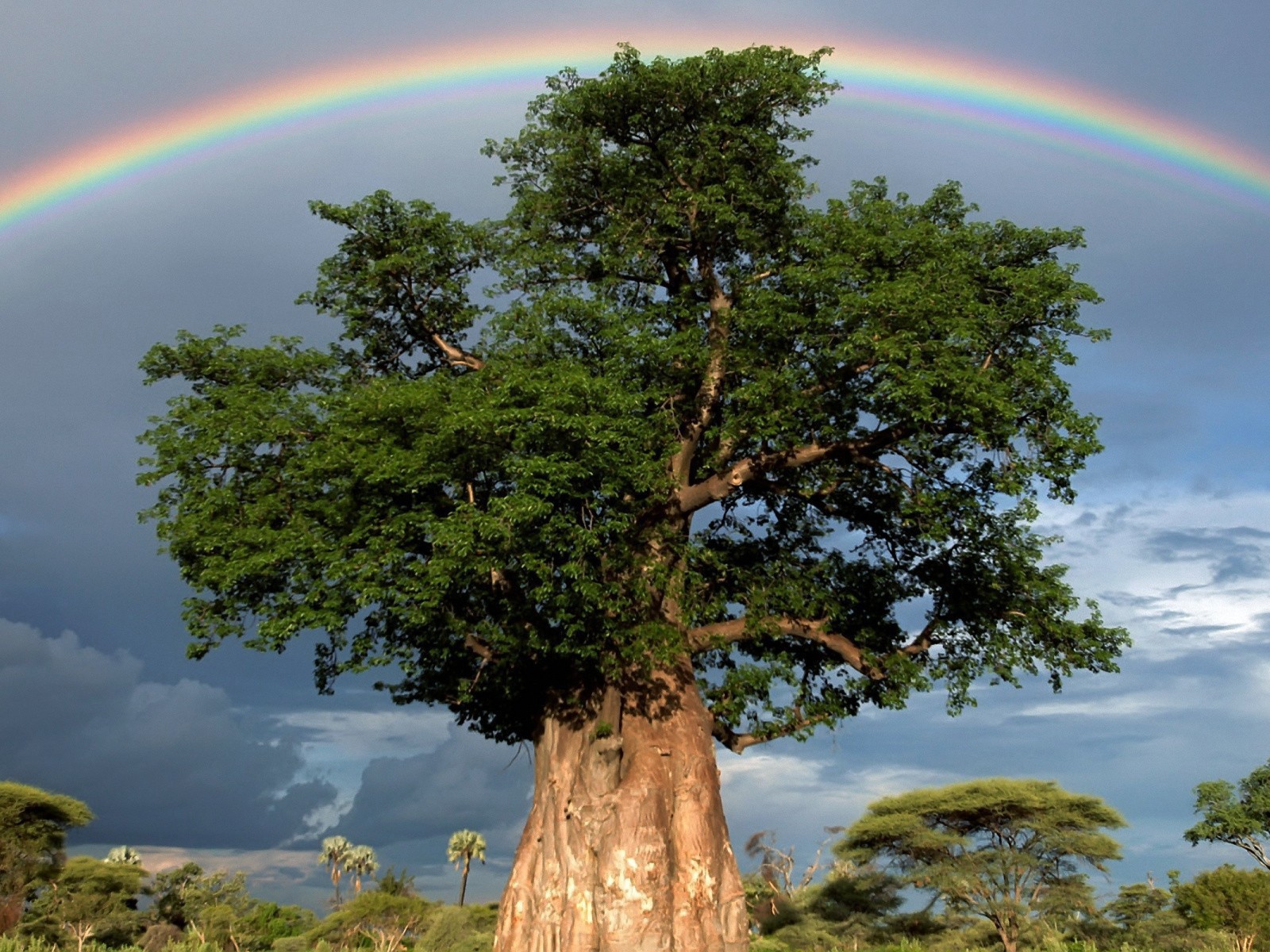 Радуга над толстым деревом