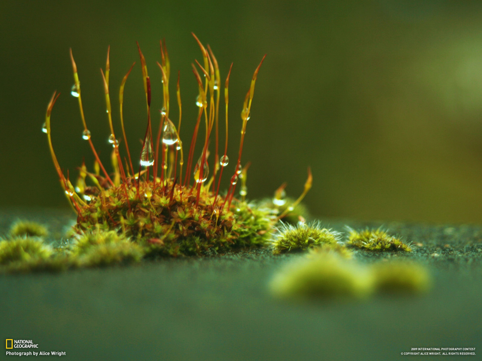 Маленькие ростки с каплями