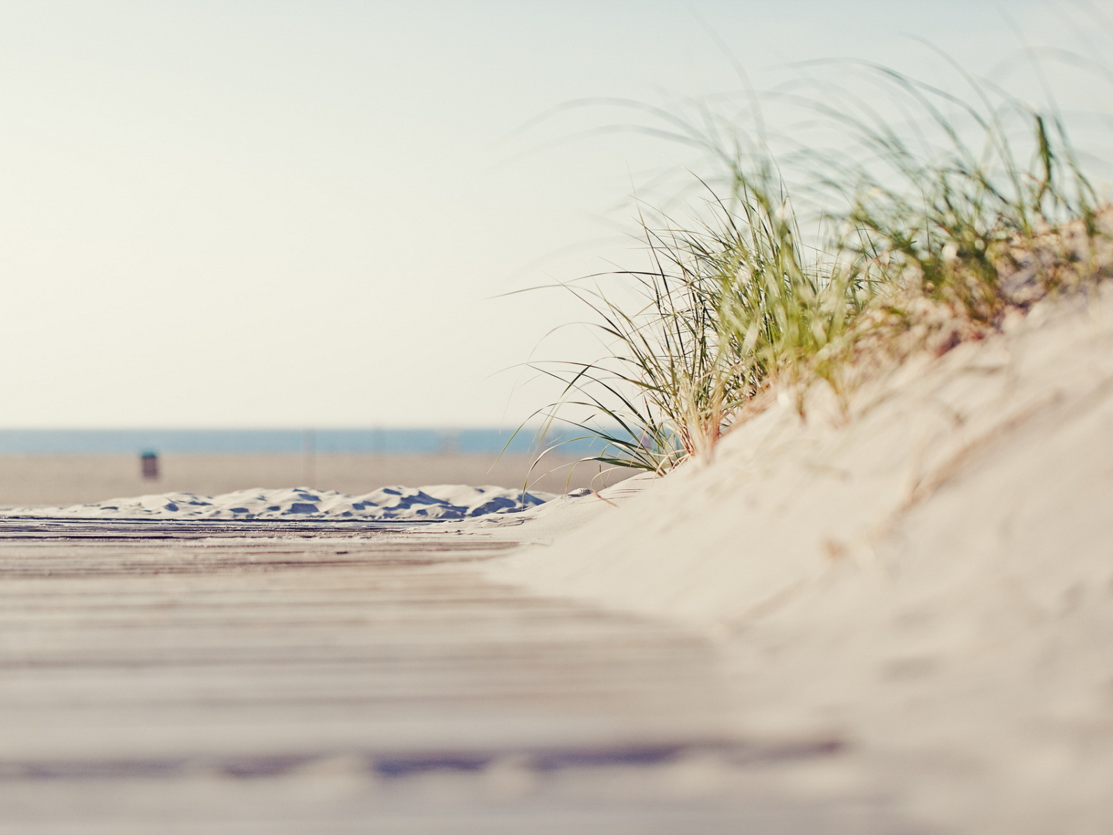 Трава на пляже