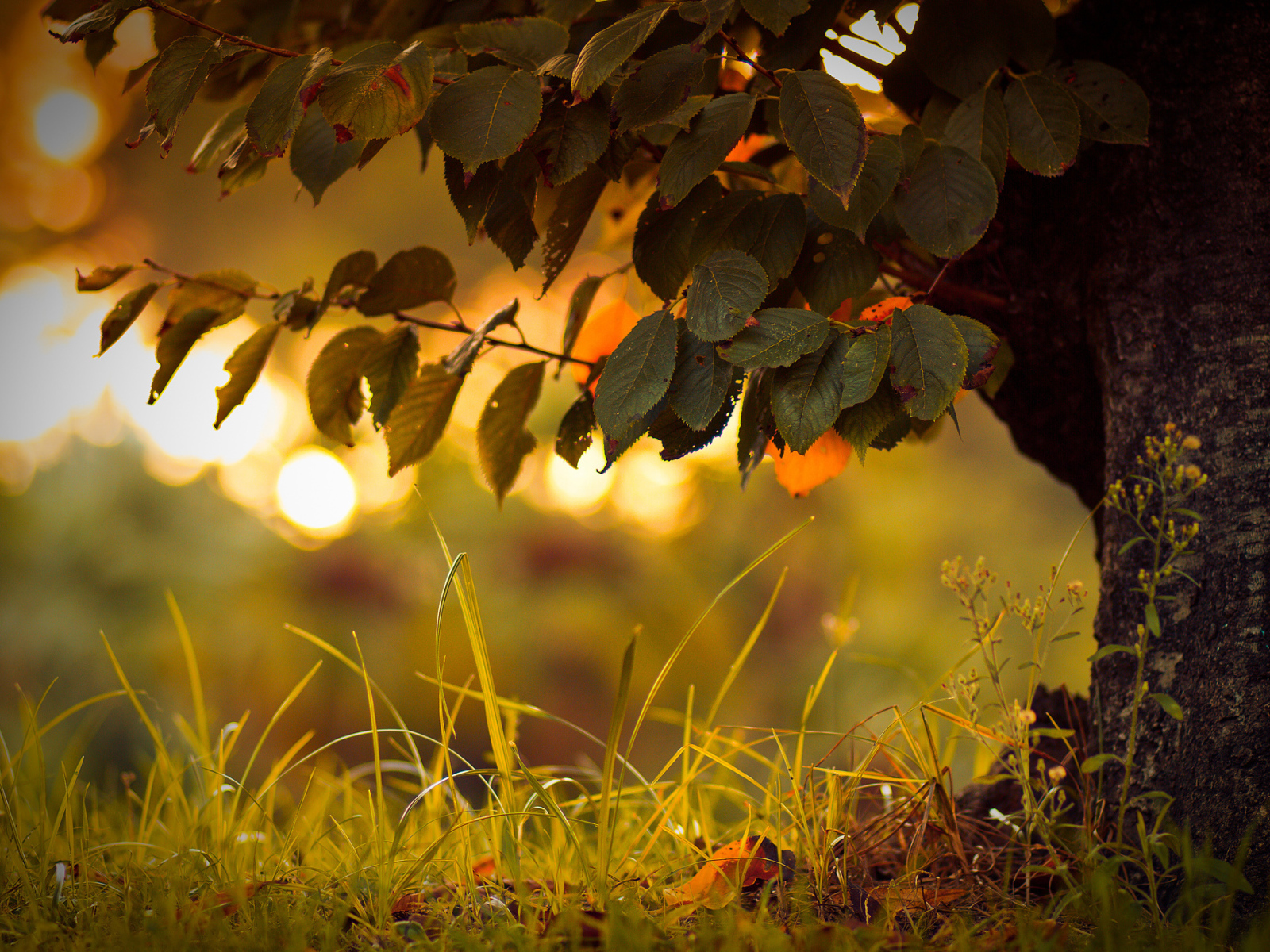 Трава под деревом