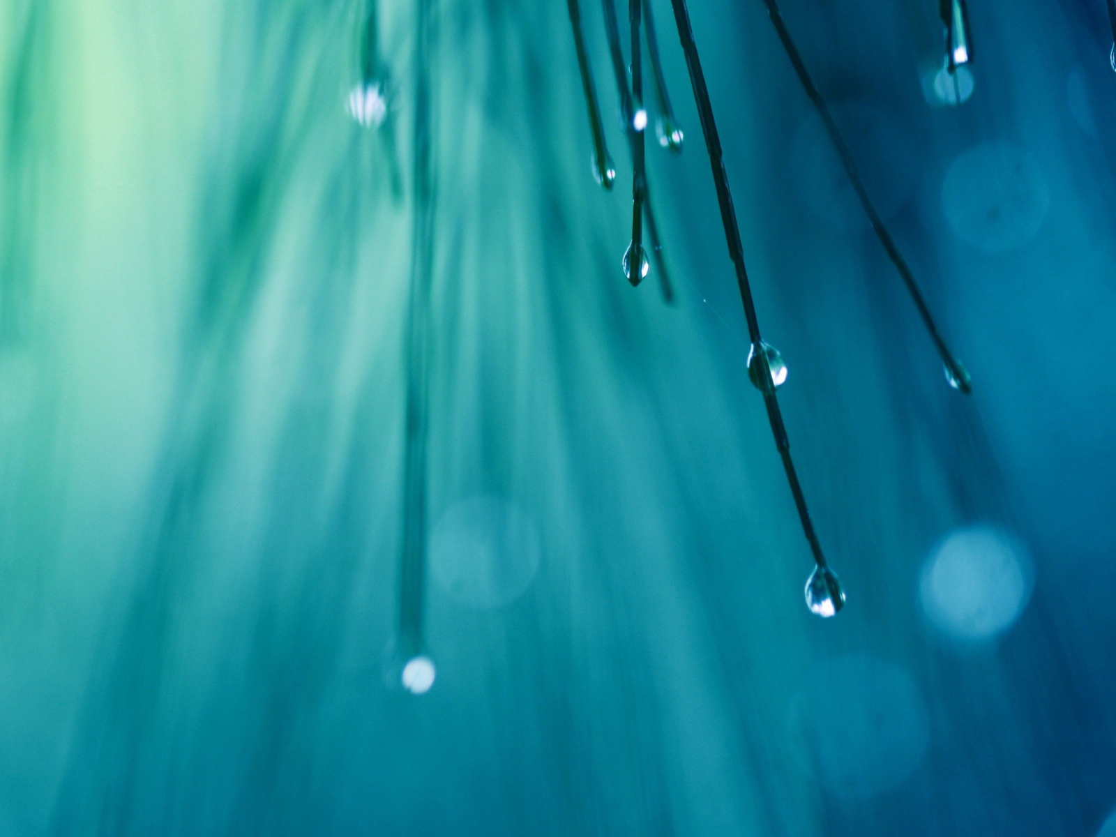 Капли воды на иголках дерева