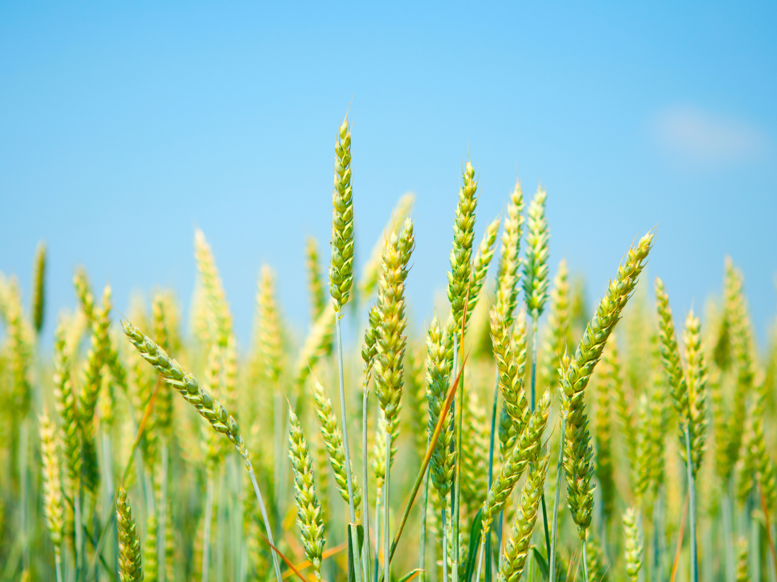 Колосья на фоне голубого неба