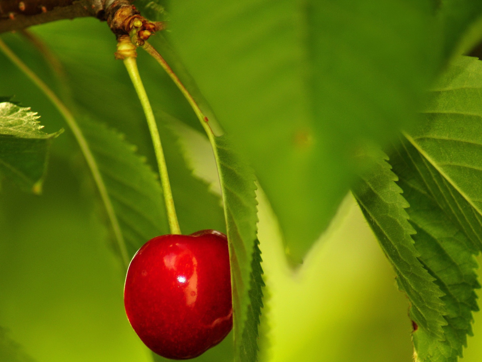 Одинокая вишня