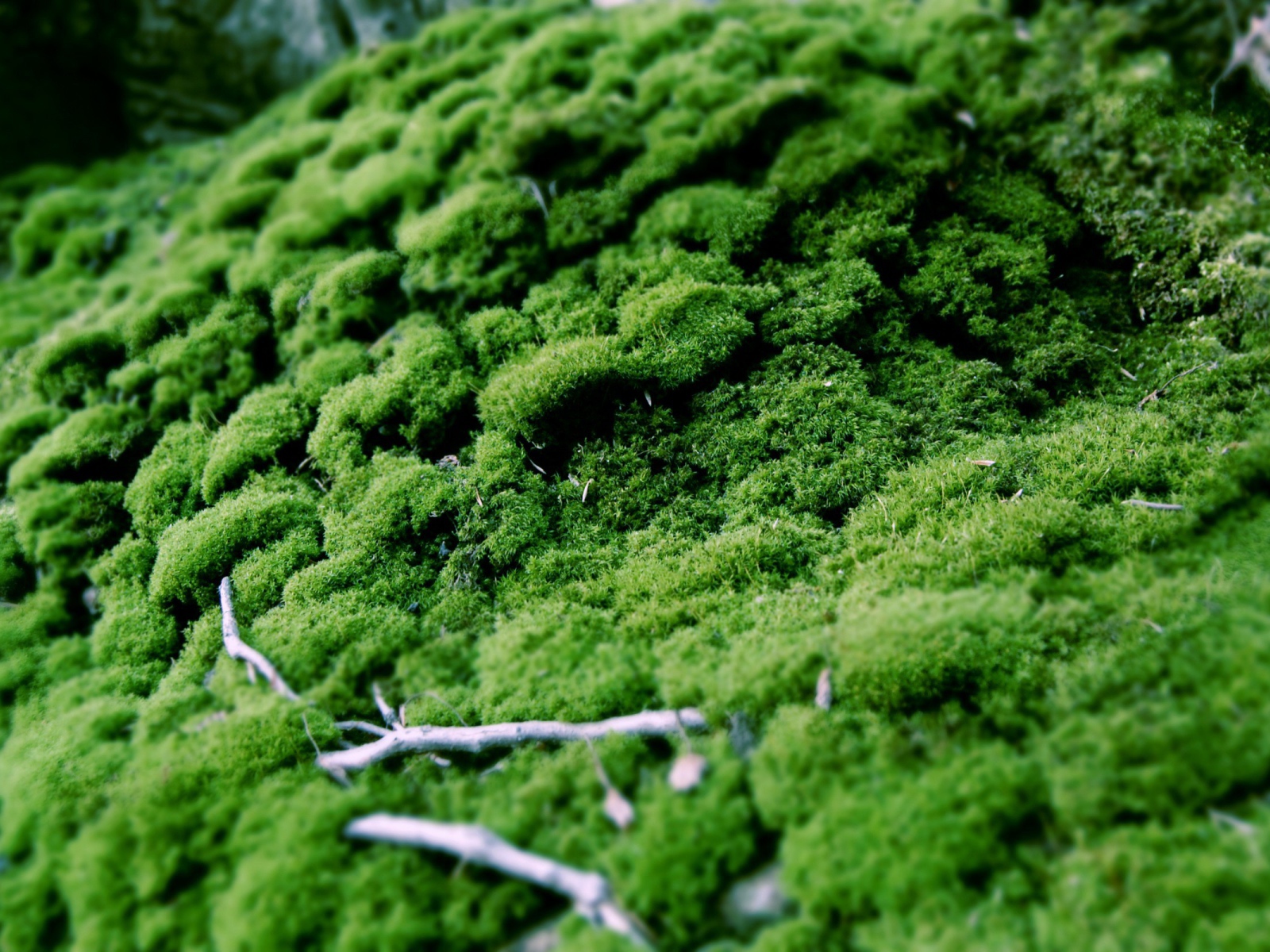 Зеленый мох
