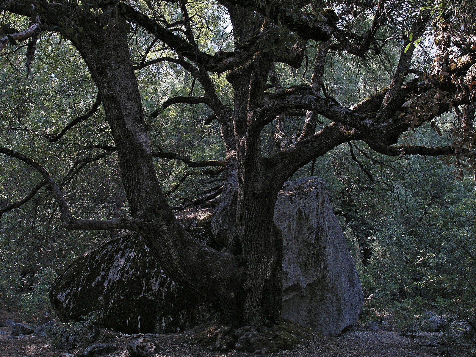 Старое дерево