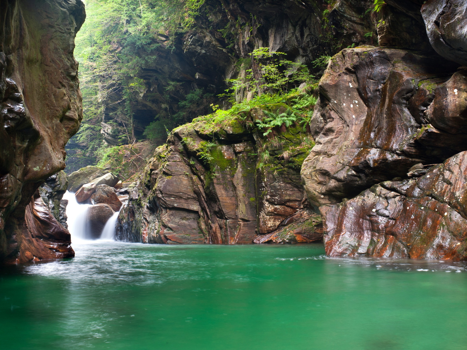 Зеленая вода в реке