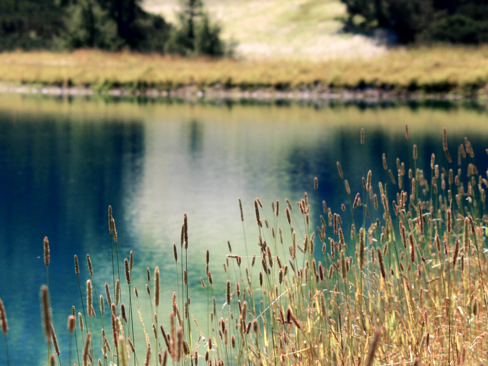 Растения на берегу озера