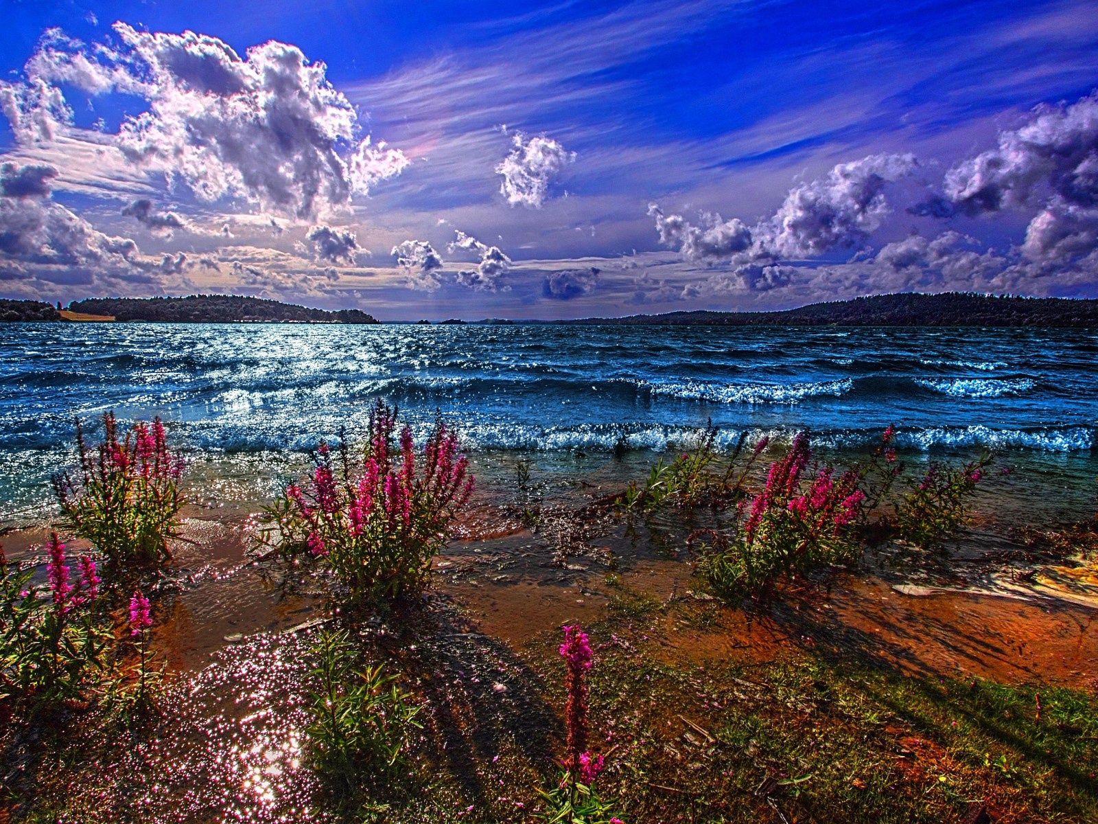 Красные цветы на берегу озера