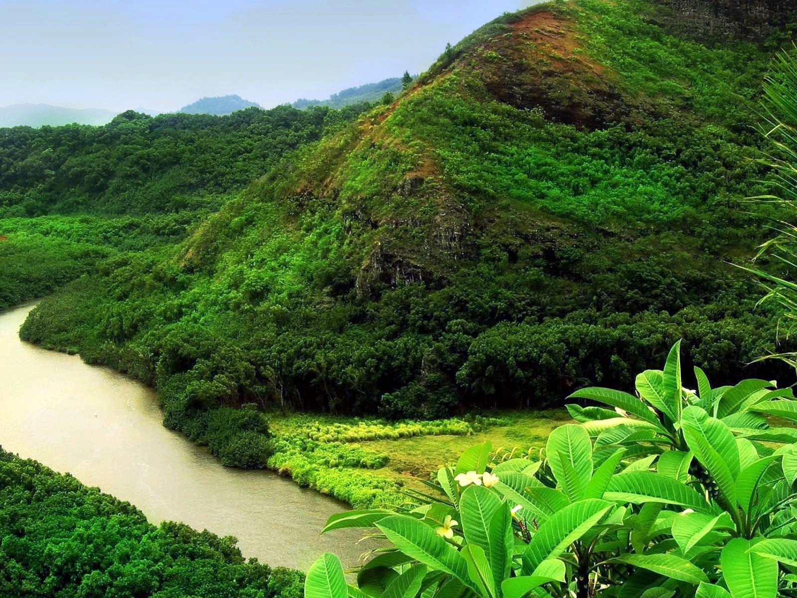 Джунгли вдоль реки