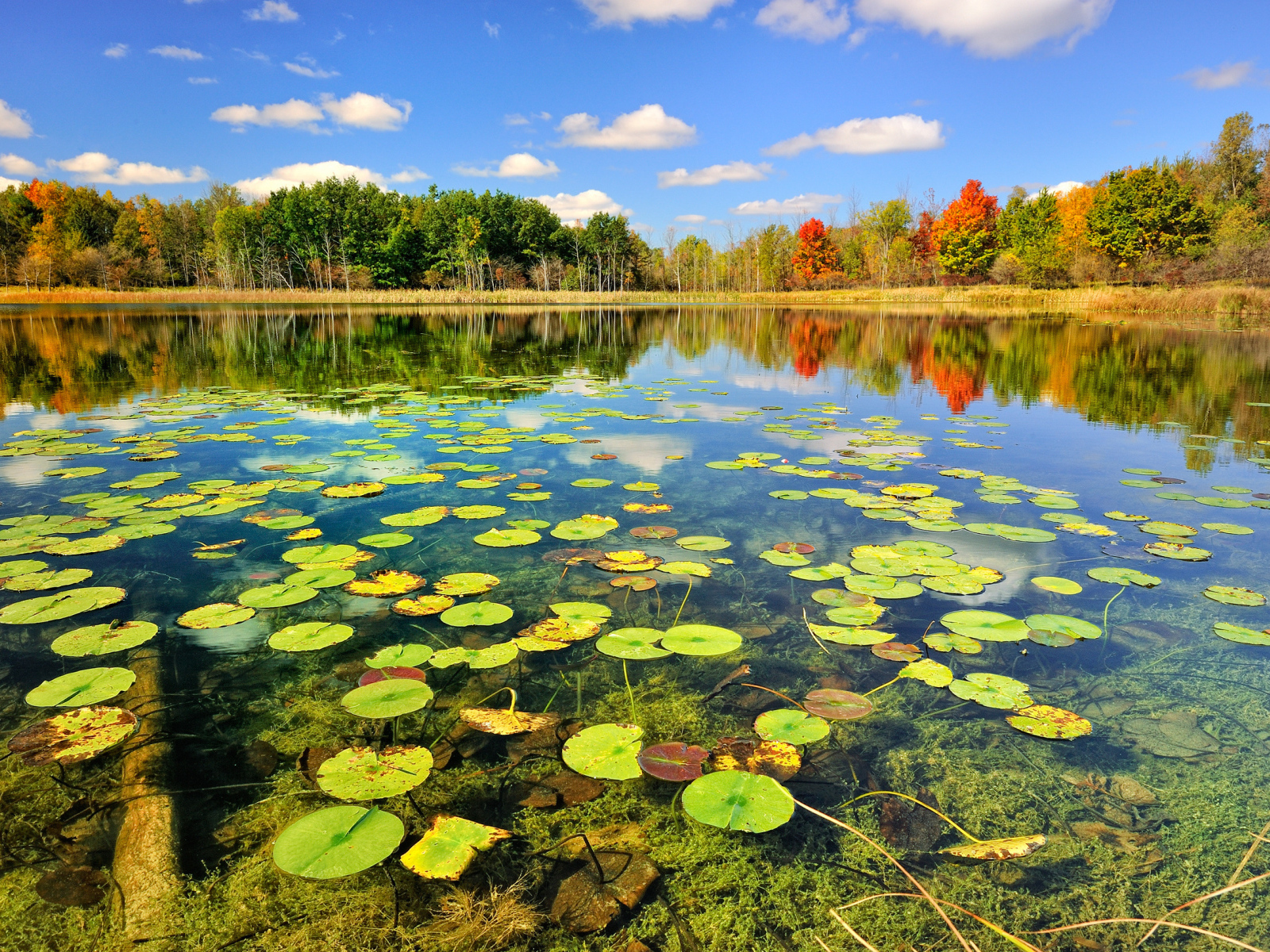 Кувшинки на поверхности озера