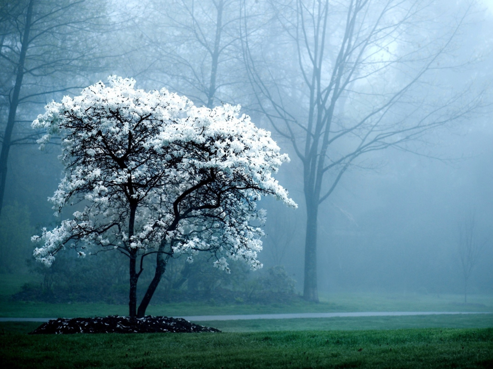Foggy weather in the spring forest