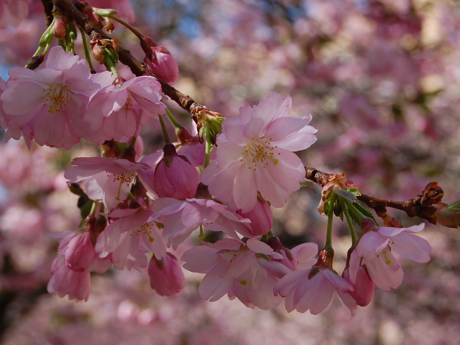 Spring pink flowers