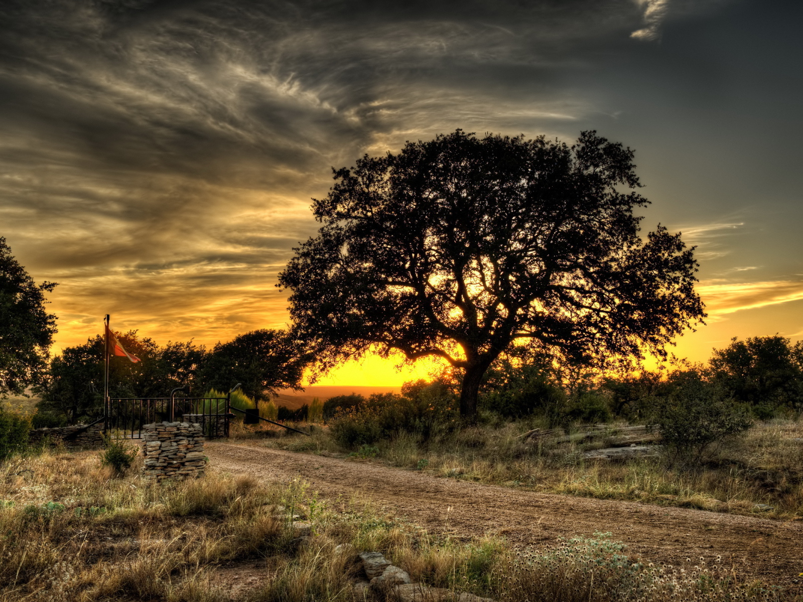 Дерево у дороги