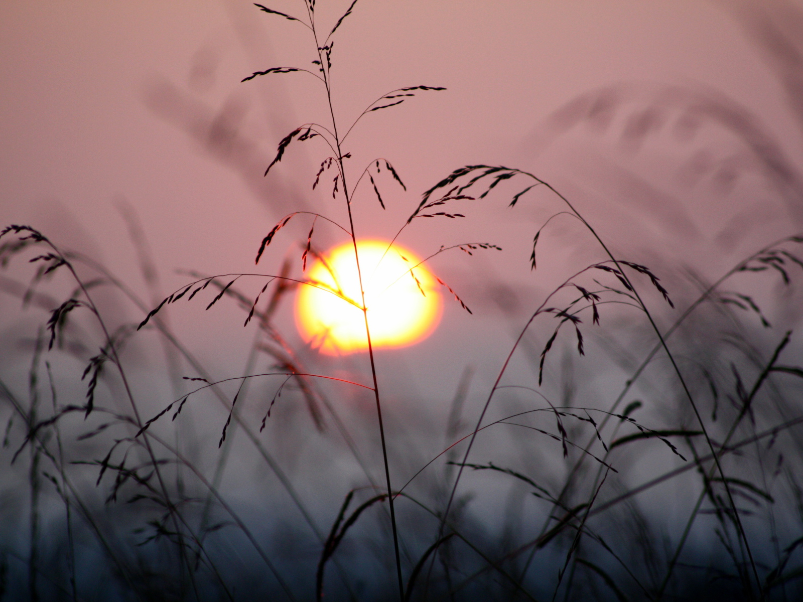 Закат в траве