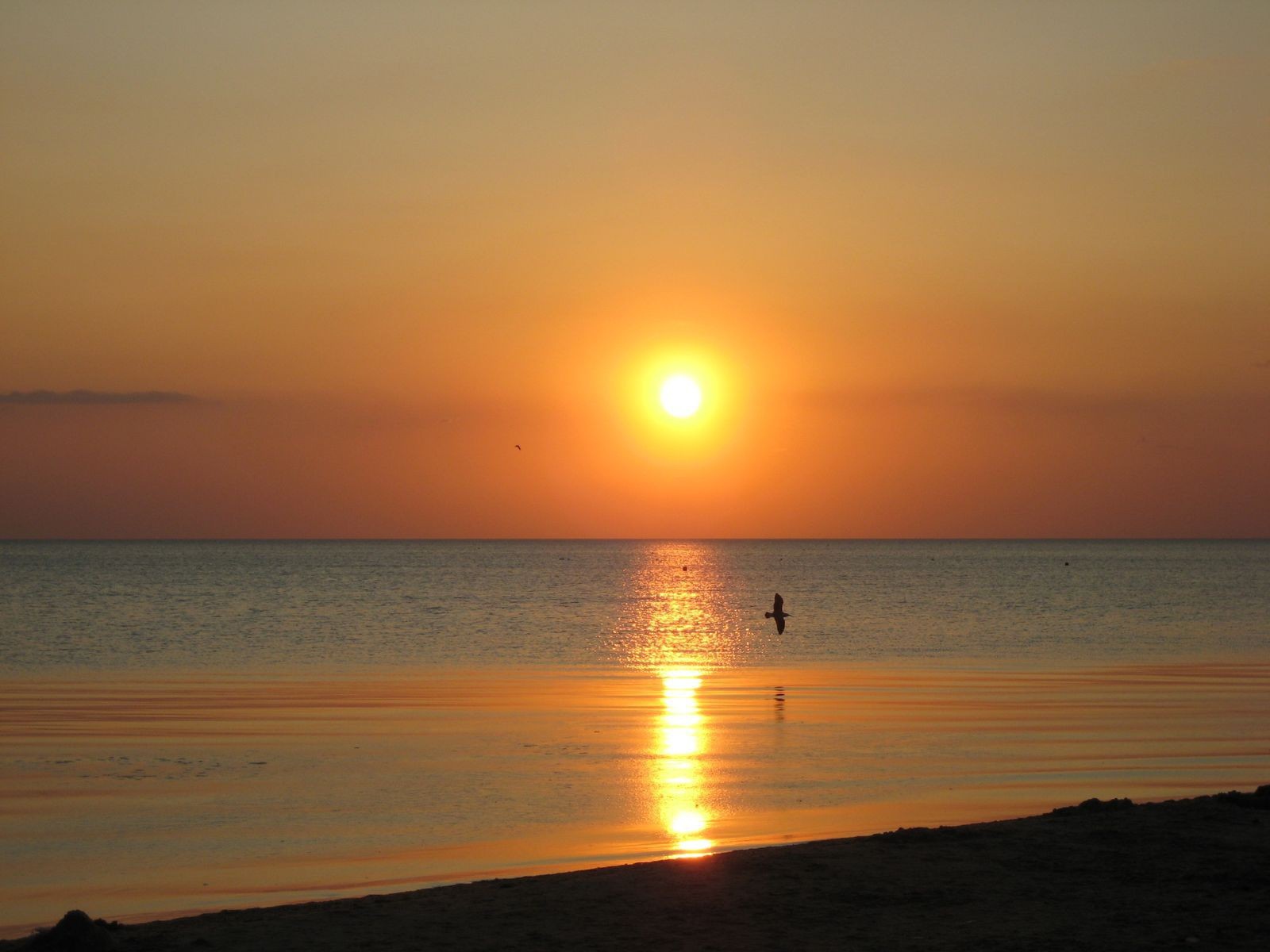 Птица над морем на закате