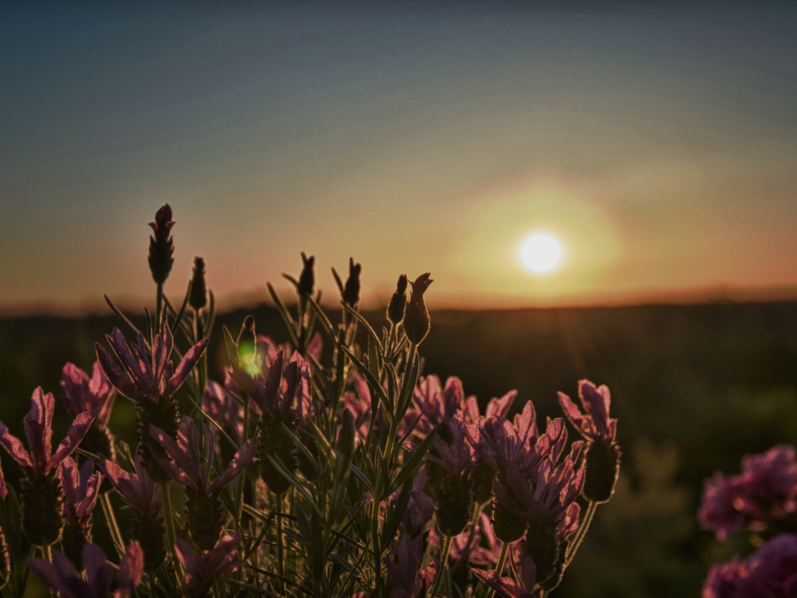 Цветы провожают солнце