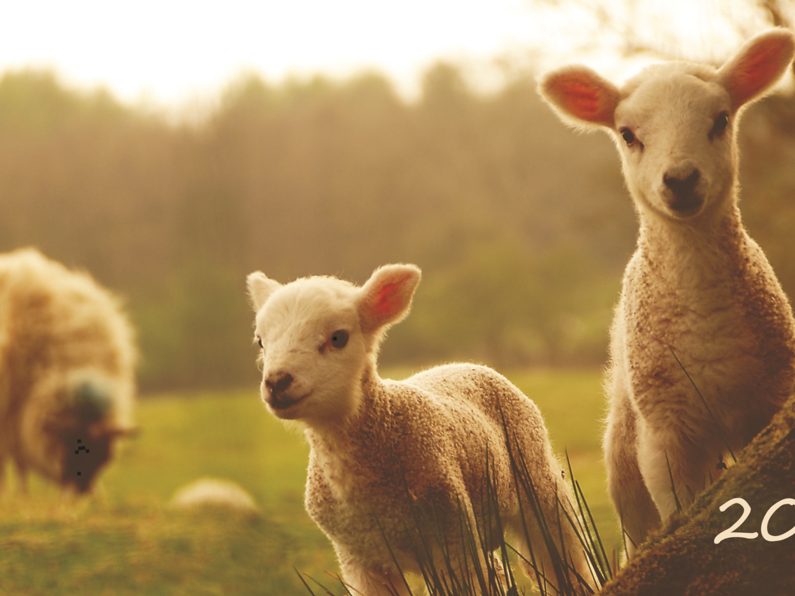 Новый Год 2015 овечки