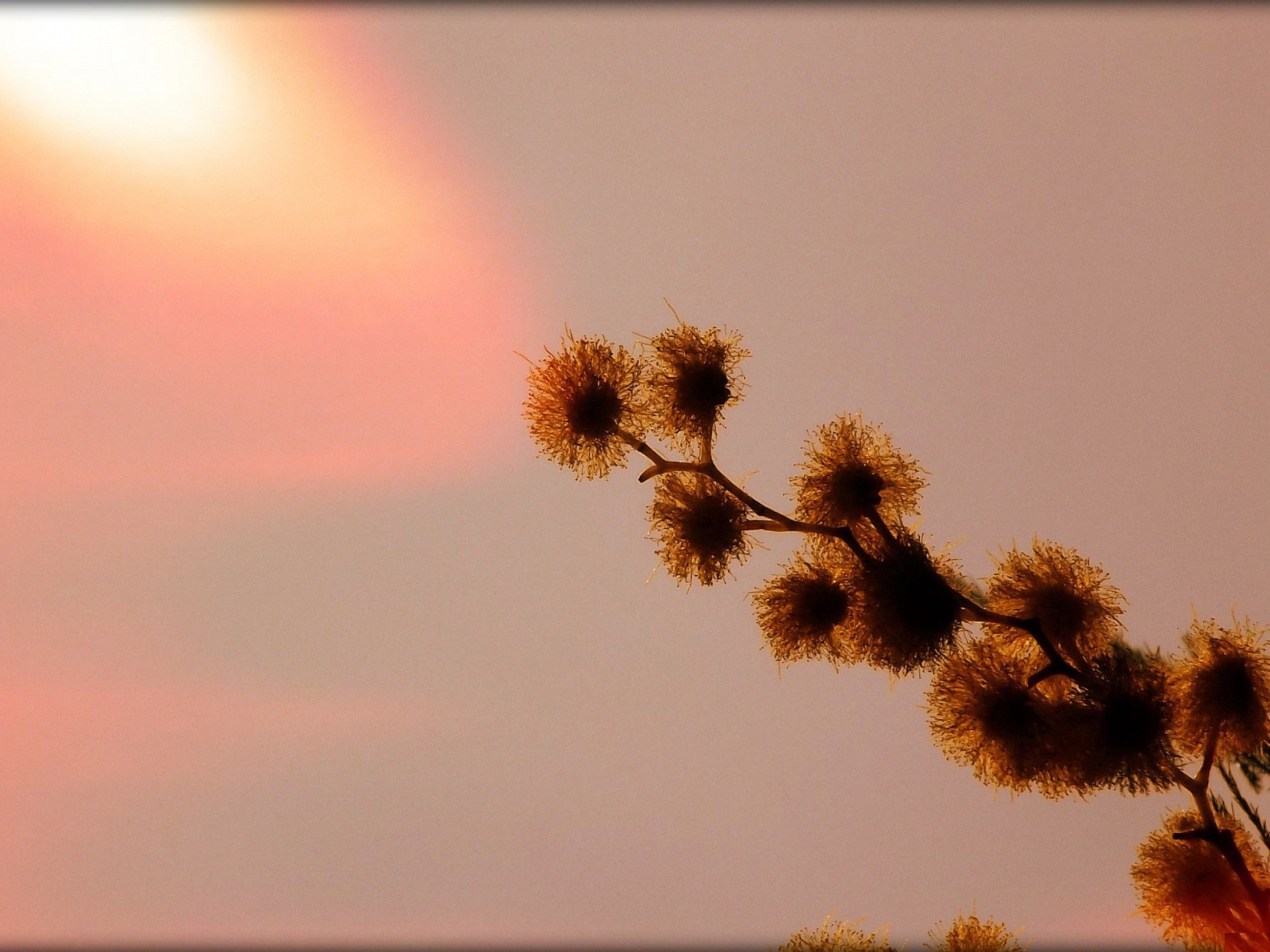 Абстрактная ветка растения