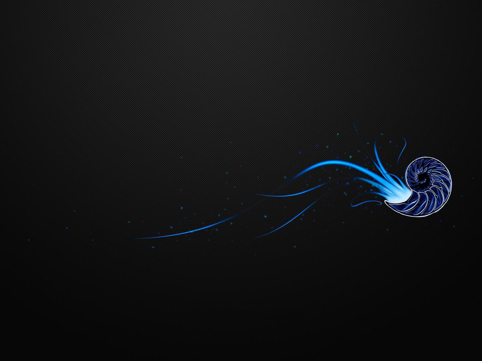 Ракушка на черном фоне