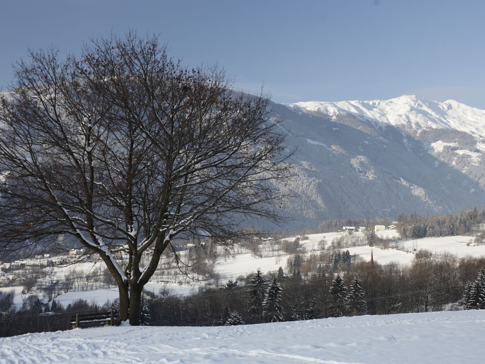 Дерево на фоне гор на курорте Лиенц, Австрия