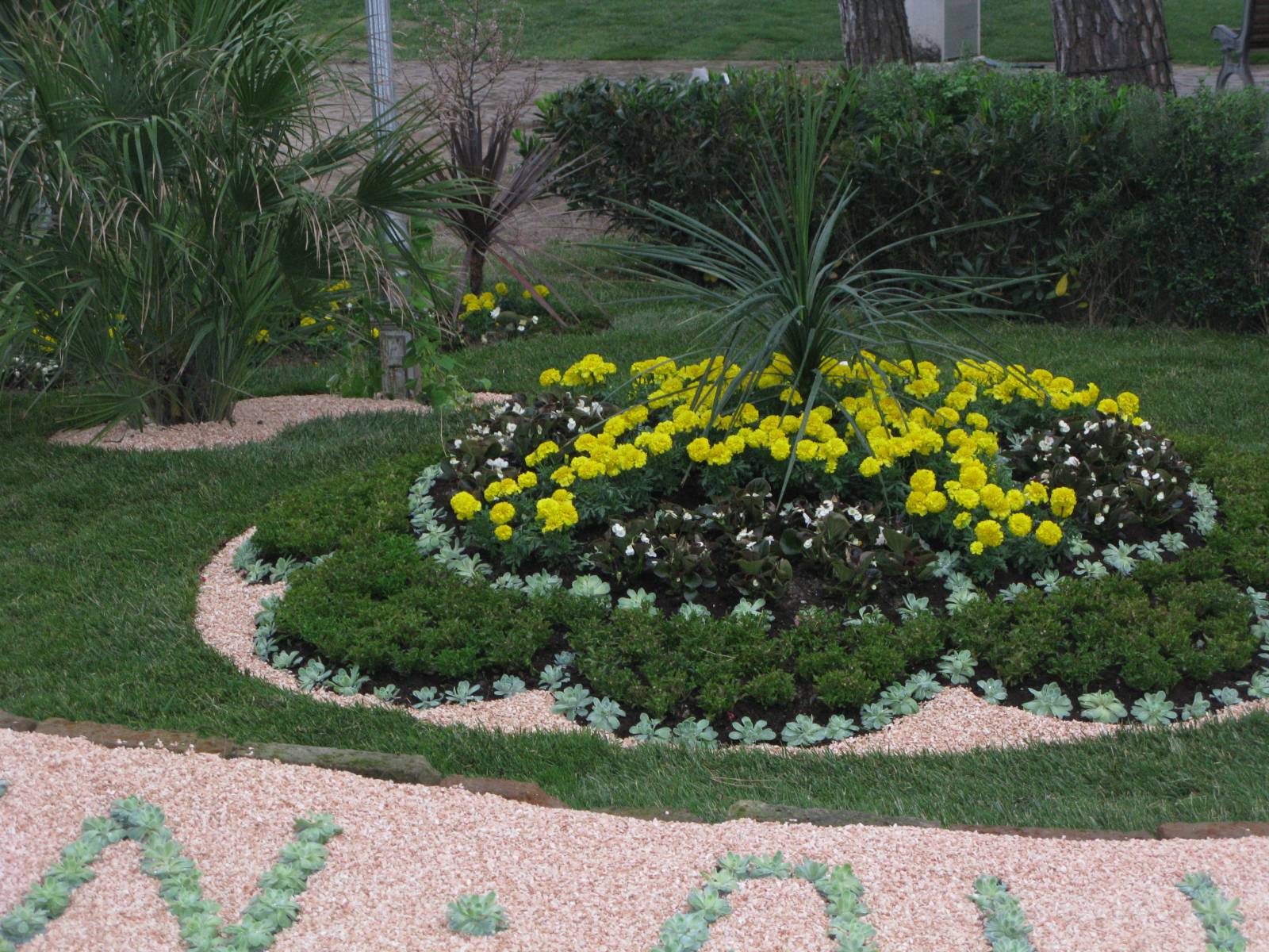 Желтые цветы на курорте Баден, Австрия