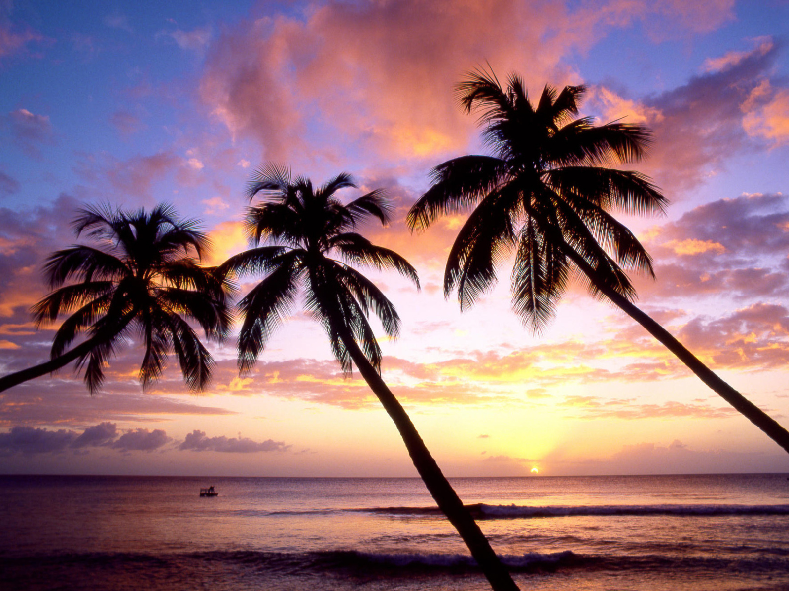 Три пальмы в Барбадосе