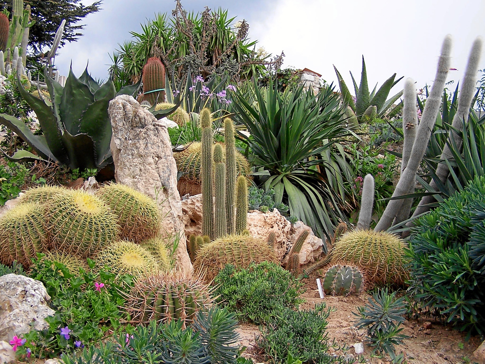 Кактусы на курорте Эз, Франция