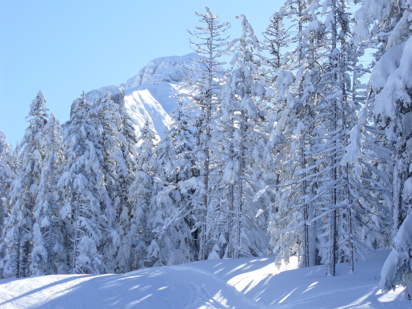 Заснеженные ели на курорте Виллар-де-Ланс, Франция