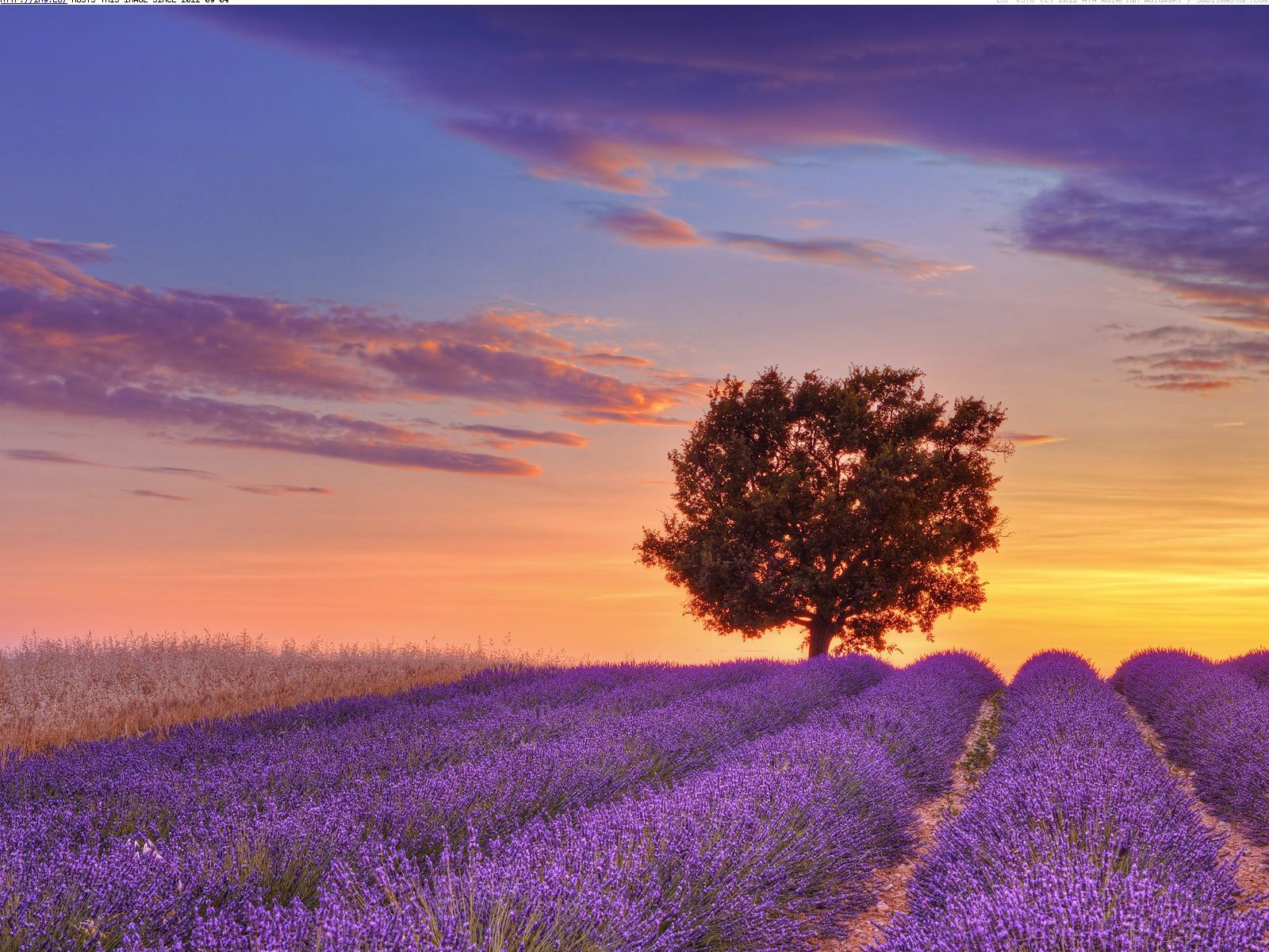 Tree at sunset in Provence, France