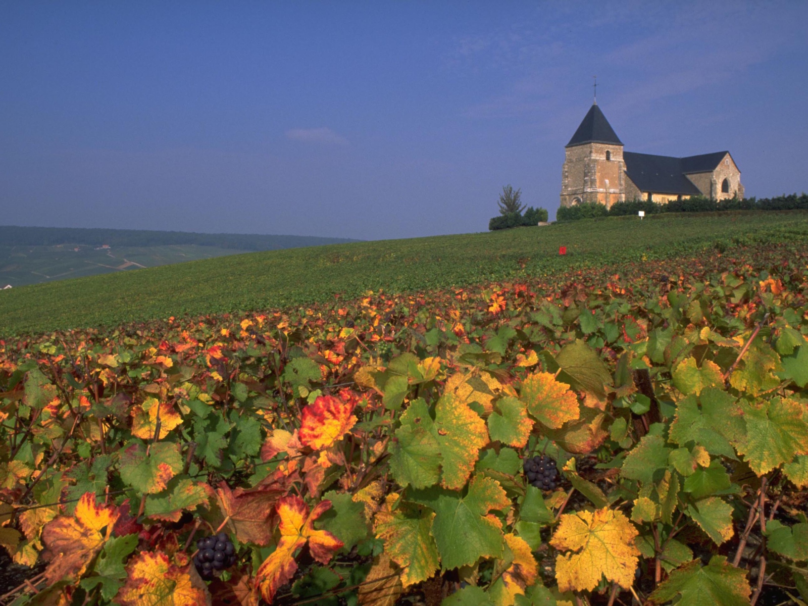 Виноградник в провинции Шампань, Франция