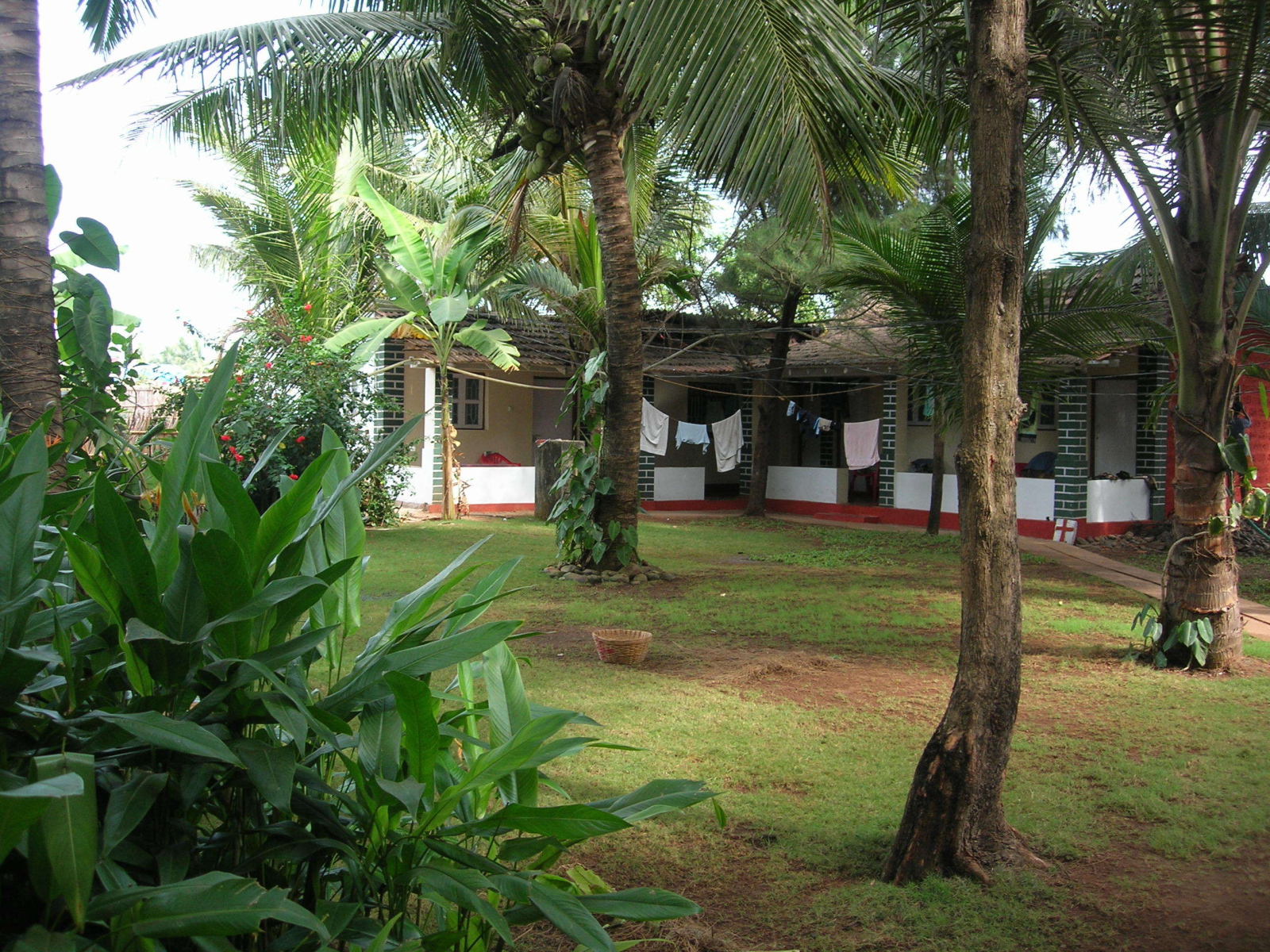 Красивые деревья в Бенаулиме