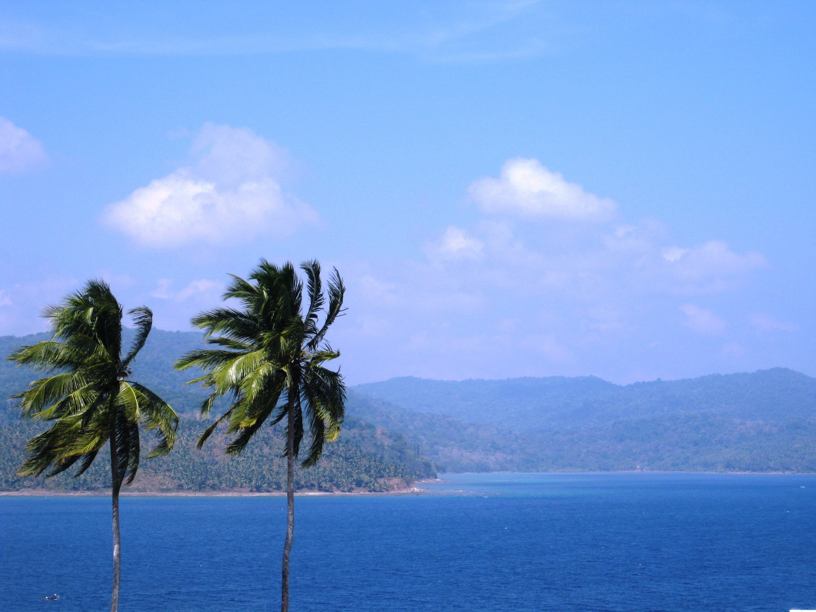 Tall palm trees on the Andaman Islands