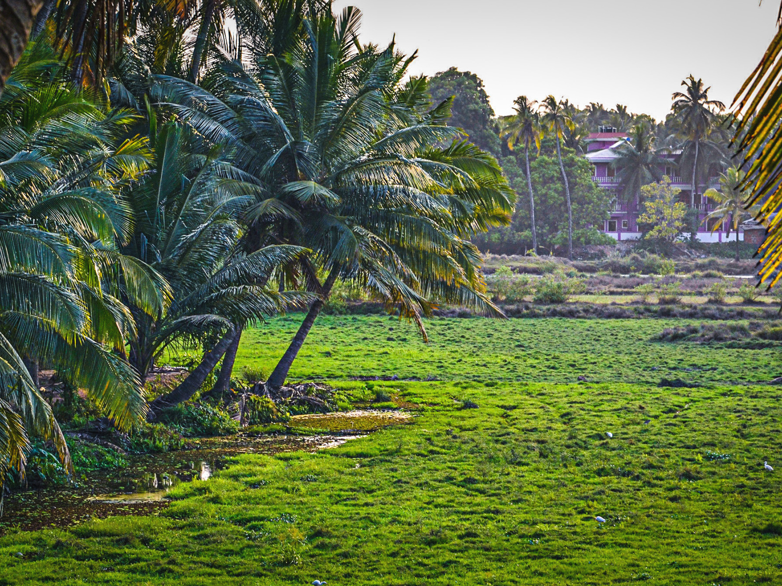 Чудесная природа в Гоа