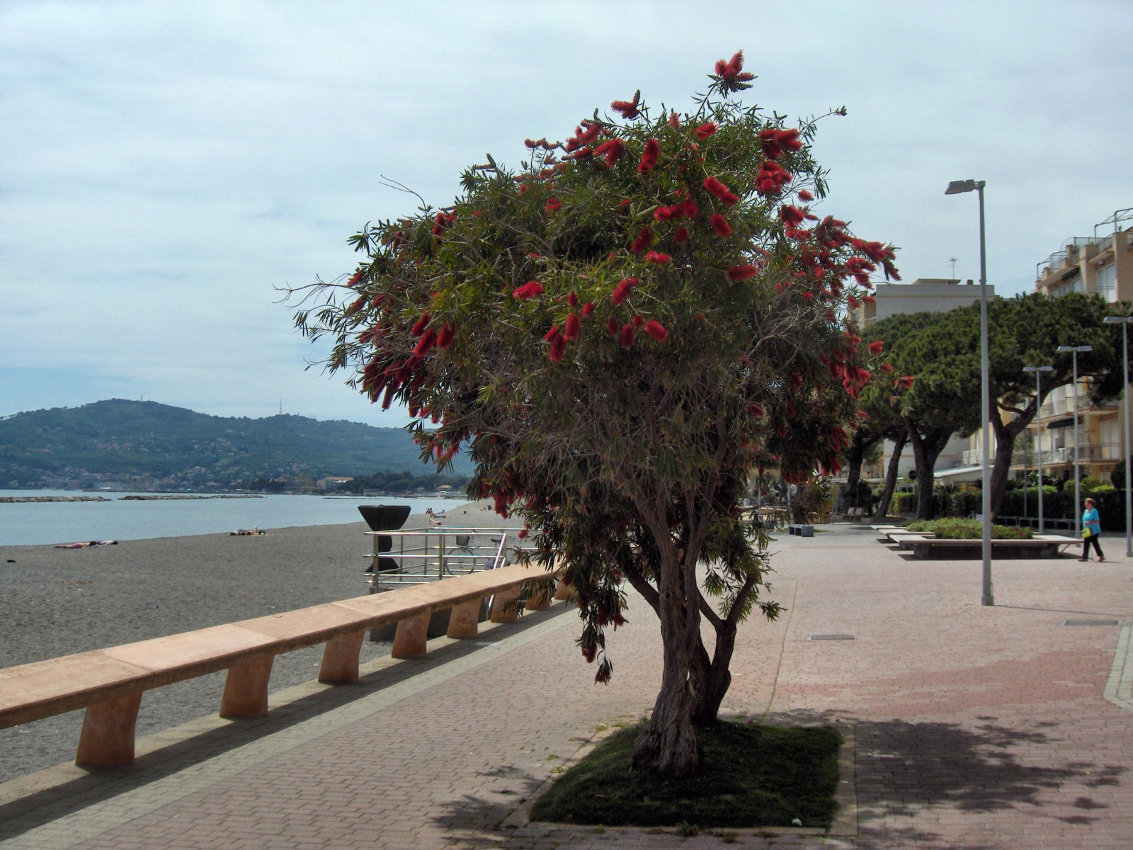 Дерево на пляже на курорте Сан Бартоломео Аль Маре, Италия