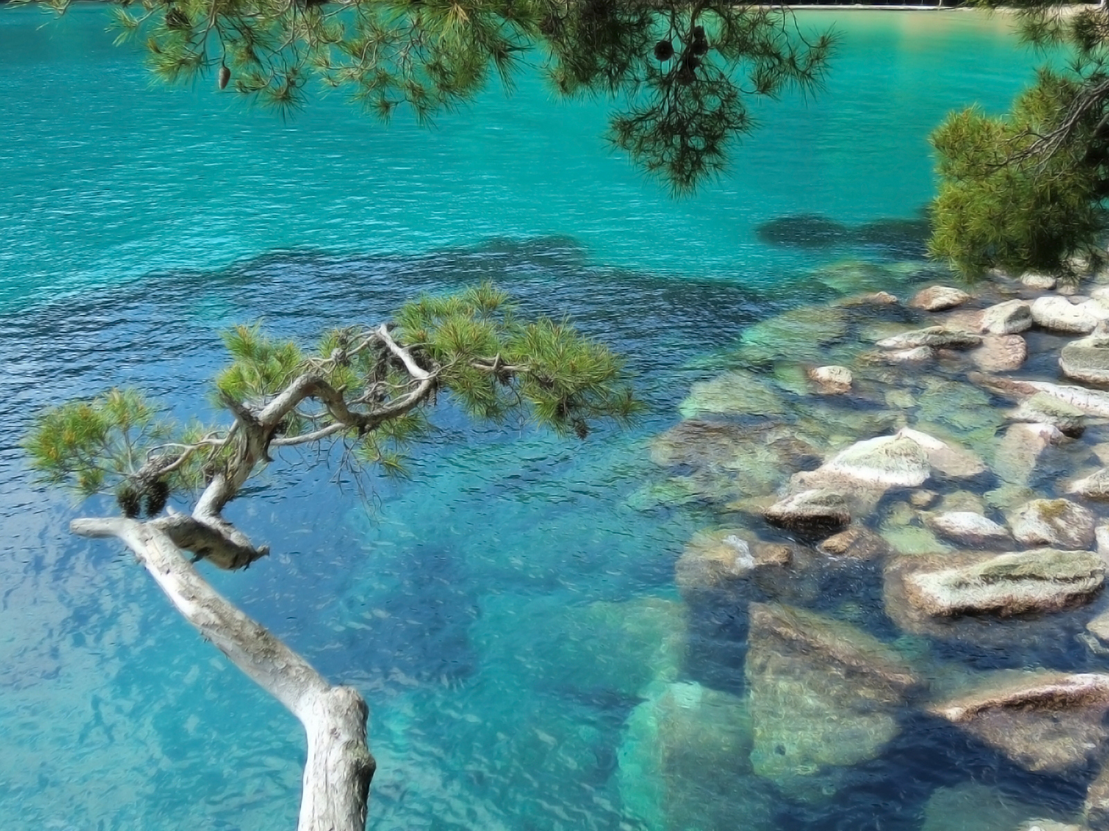 Деревья над морем в Лигурии, Италия