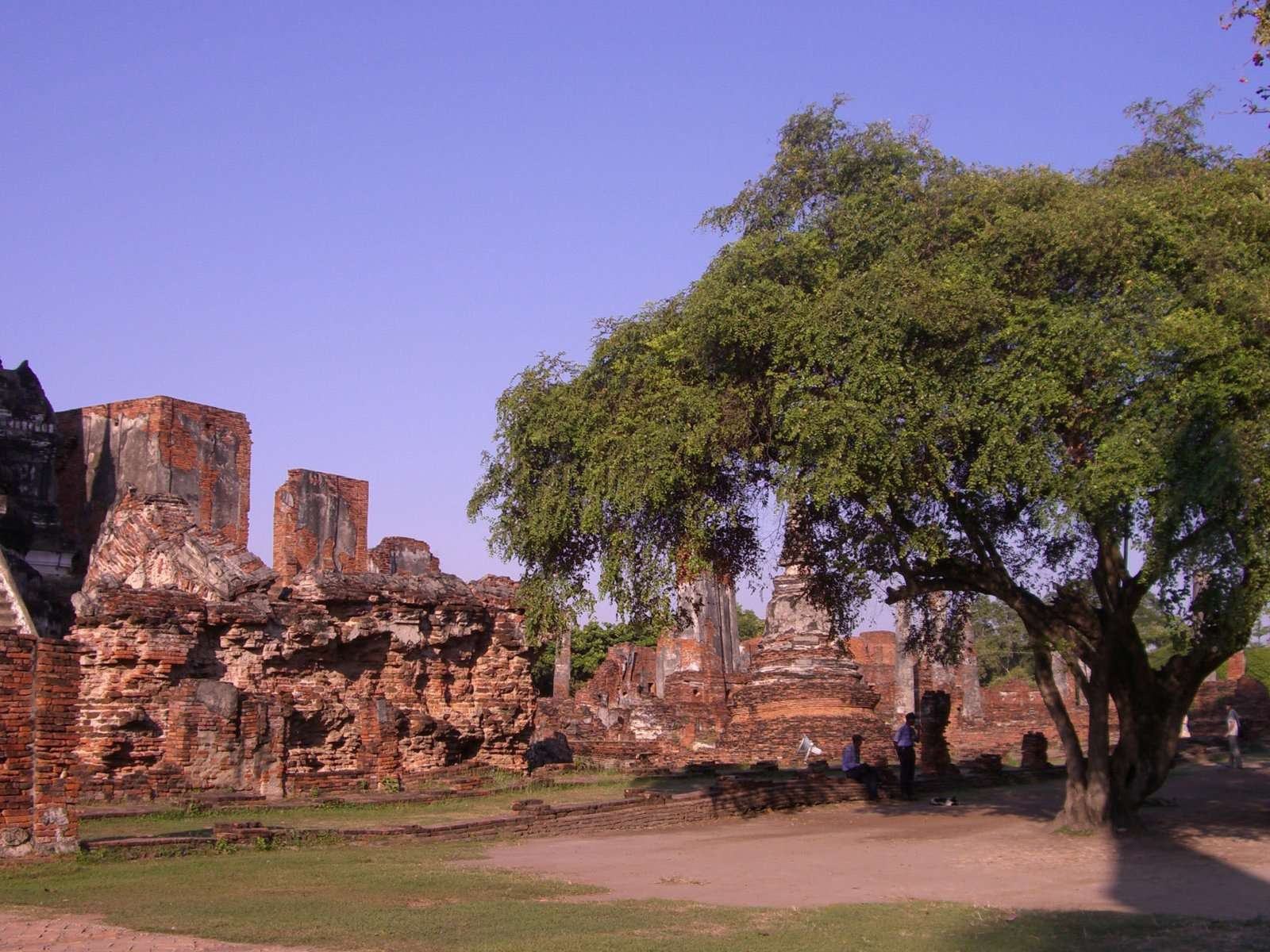 Дерево в храме на курорте Аютайя, Таиланд