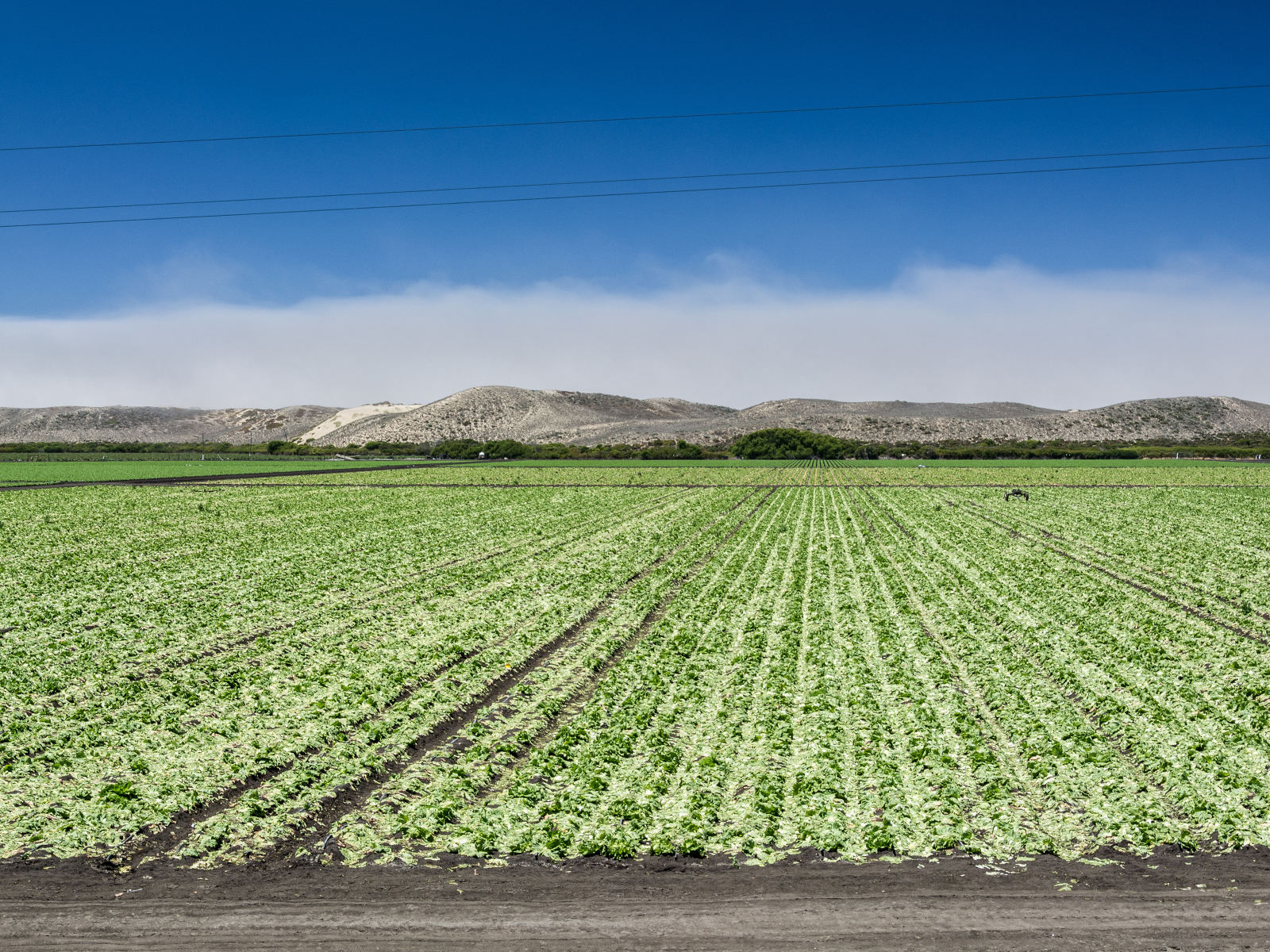 Между Монтерей и Санта-Крус, штат Калифорния, США