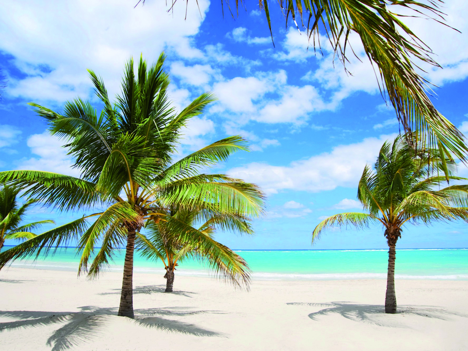 Пальмы на песке на курорте Кайо Энсеначос, Куба