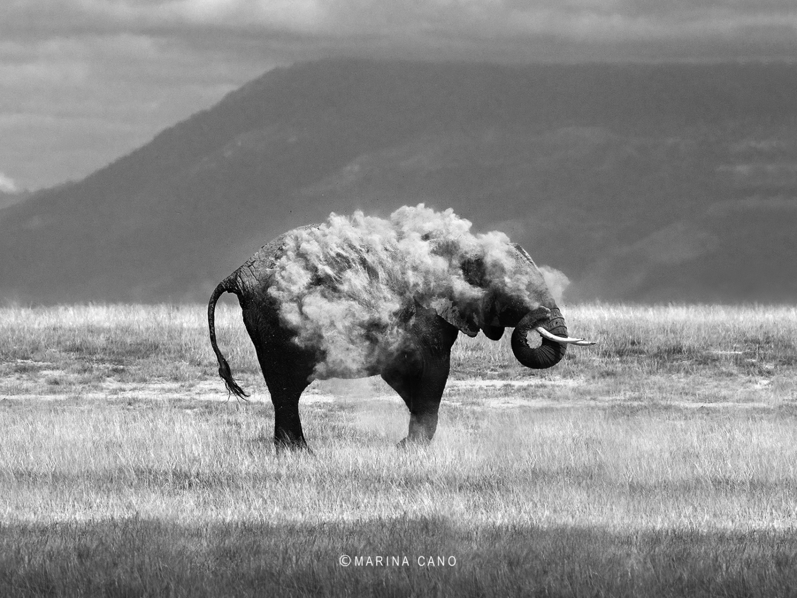 Фотография слон