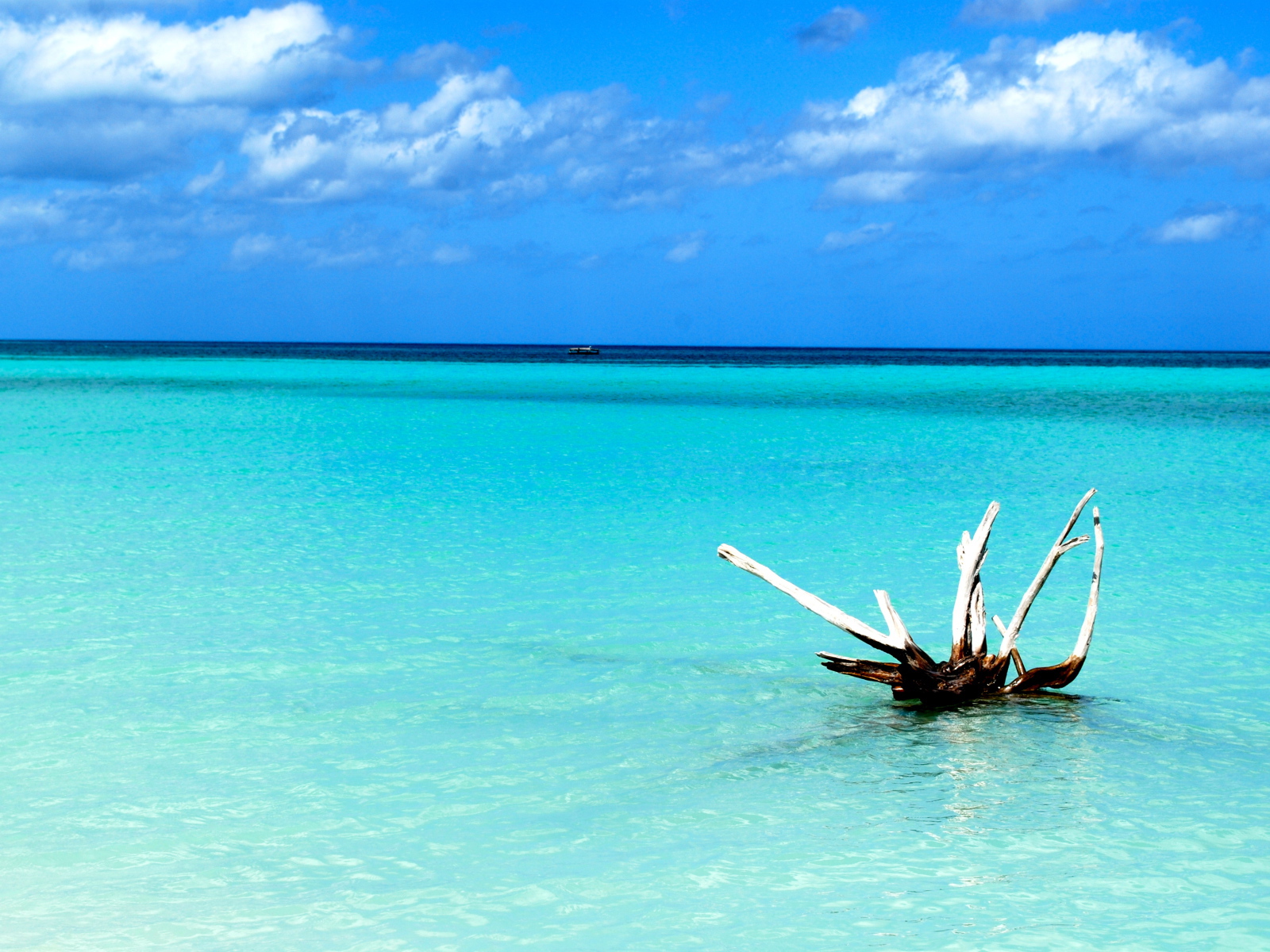 Коряга в воде на курорте Кайо Ларго, Куба