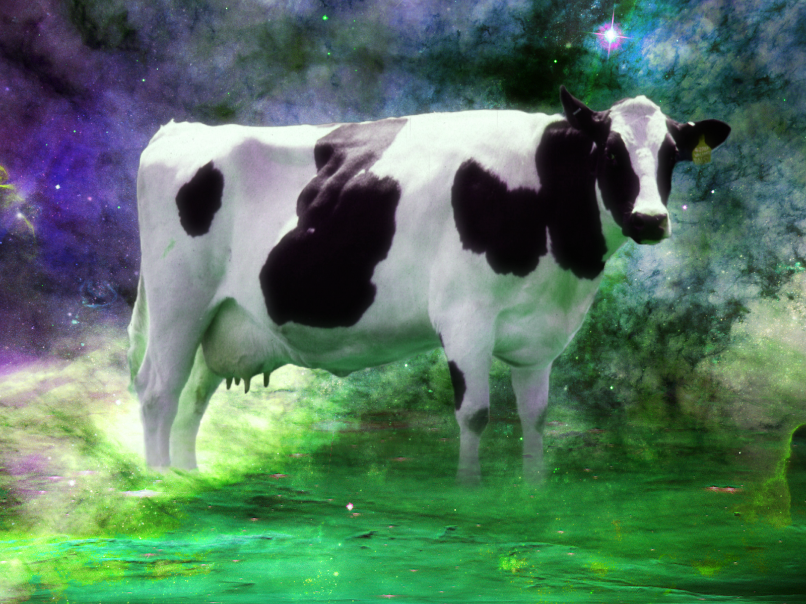 Корова среди звезд