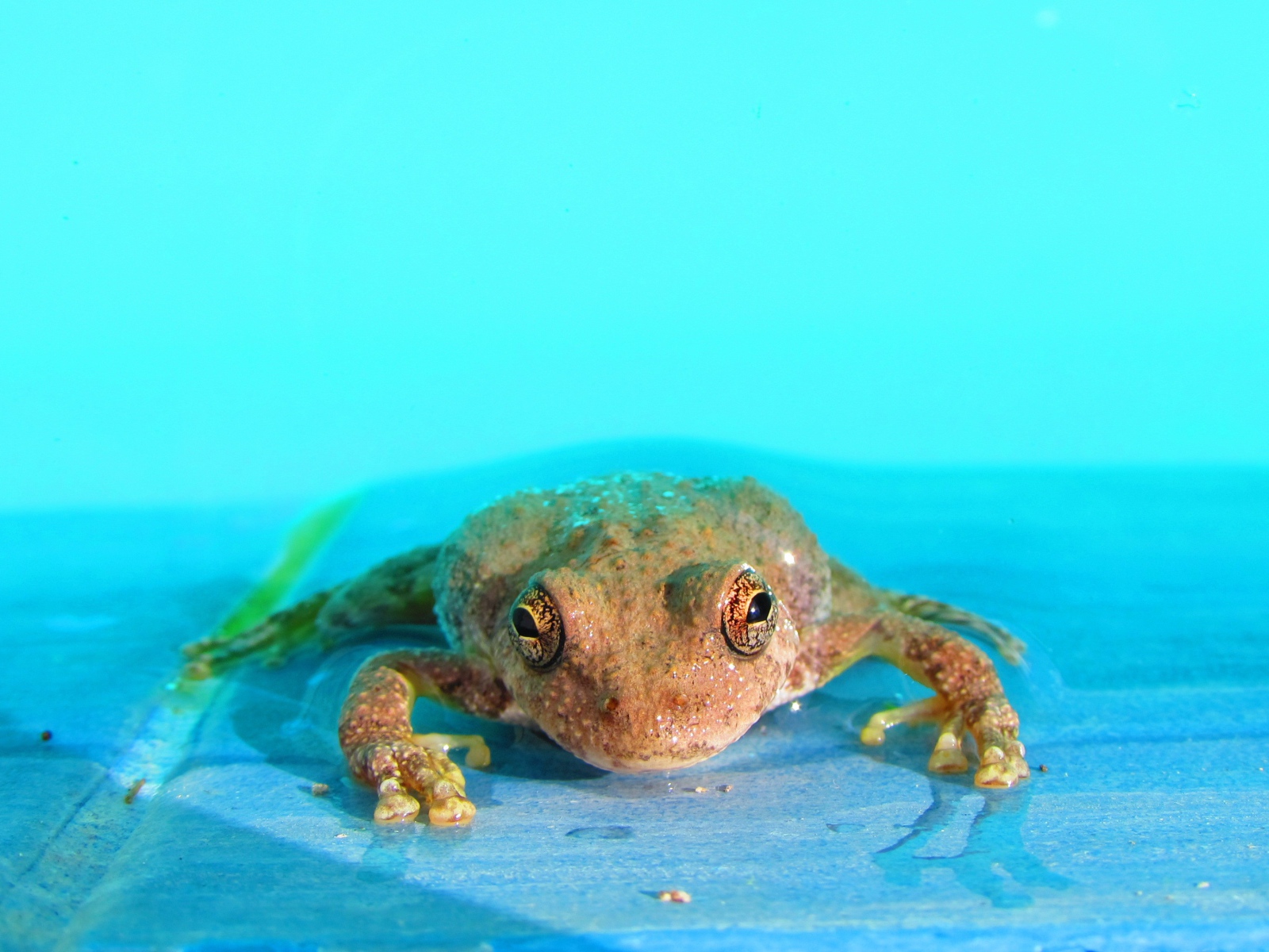 Лягушка в голубой воде